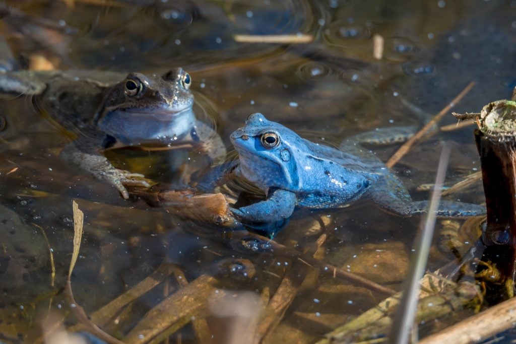 Male Moor Frogs turn blue during mating season
