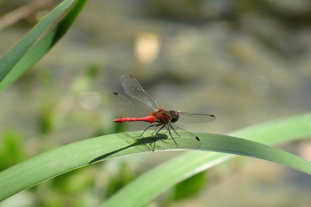Male red-veined darter aka Sympetrum Fonscolombii