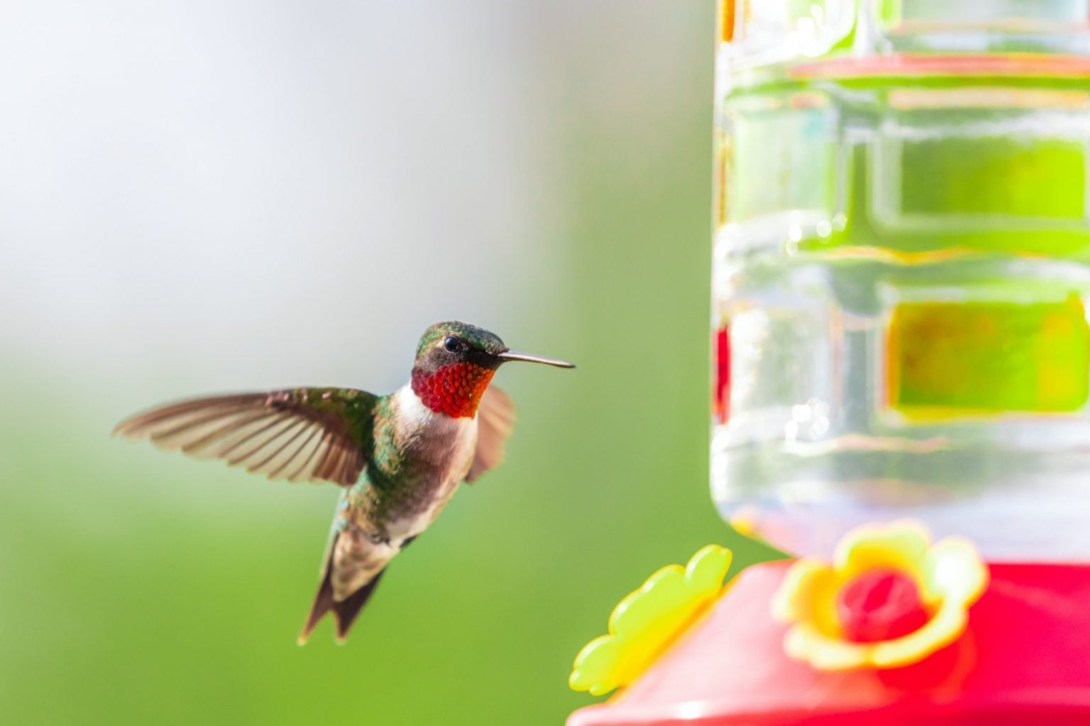 What Colors Attract Hummingbirds and How Many Colors Can They See