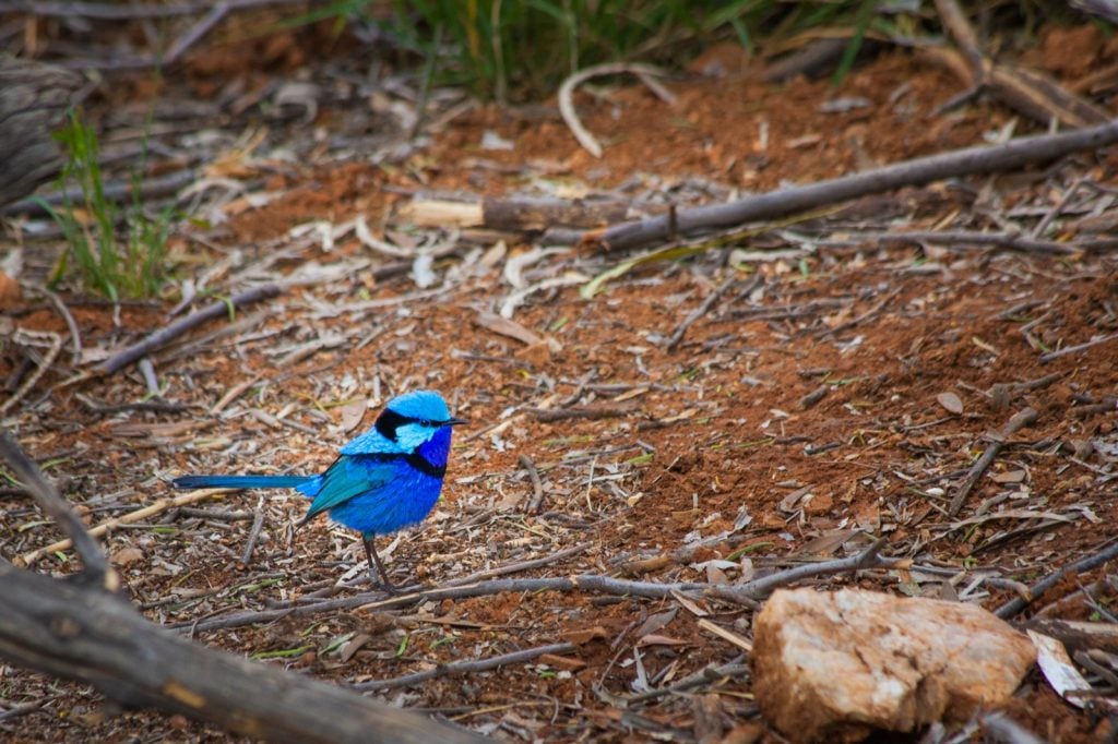 Male Splendid Fairywren or Malurus Splendens in Australia