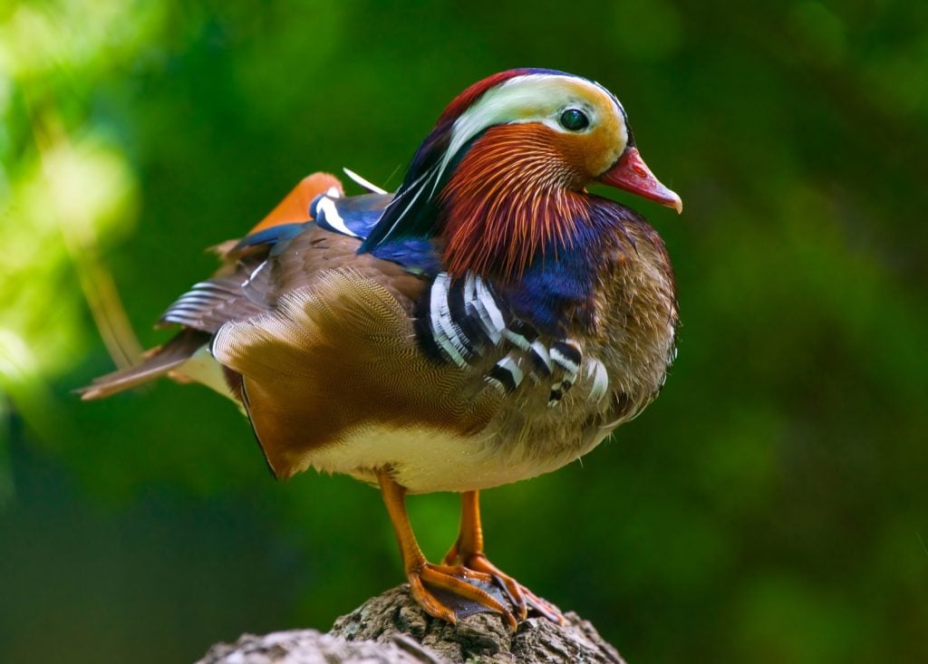 Mandarin duck aka Aix Galericulata standing on a rock