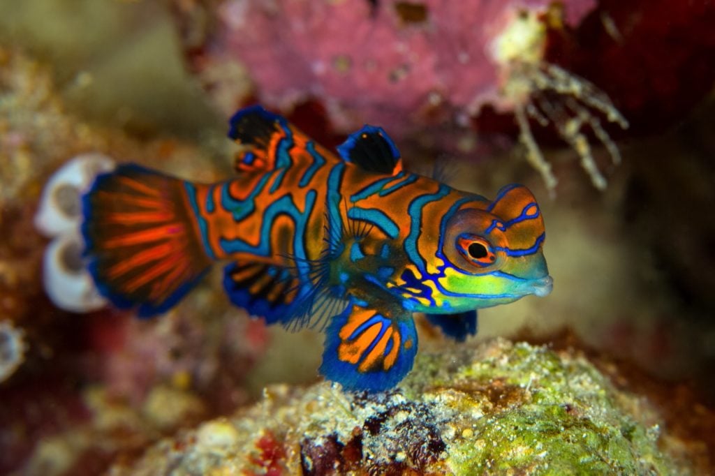 Mandarin fish aka Synchiropus Splendidus underwater