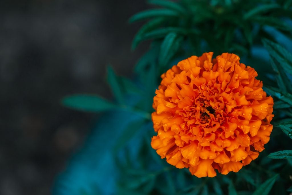 Close-up of warm orange flower