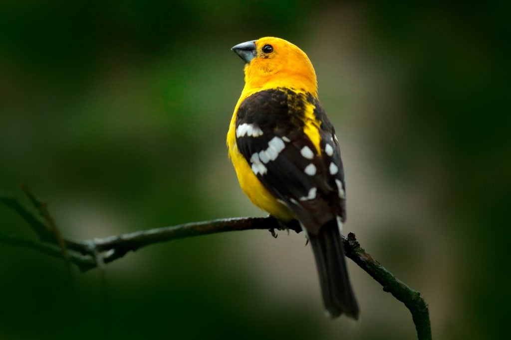 Mexican yellow grosbeak, single yellow bird with black wings with white spots sitting on a branch in the forest in Mexico