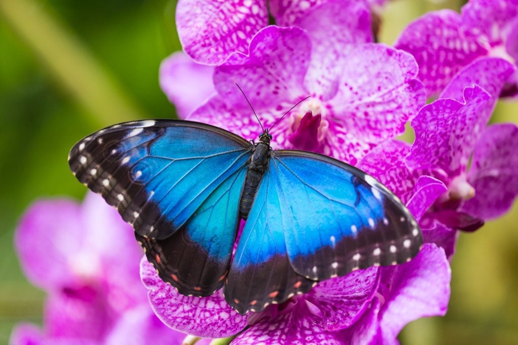 Morpho butterfly with bright blue wings sitting on a flower
