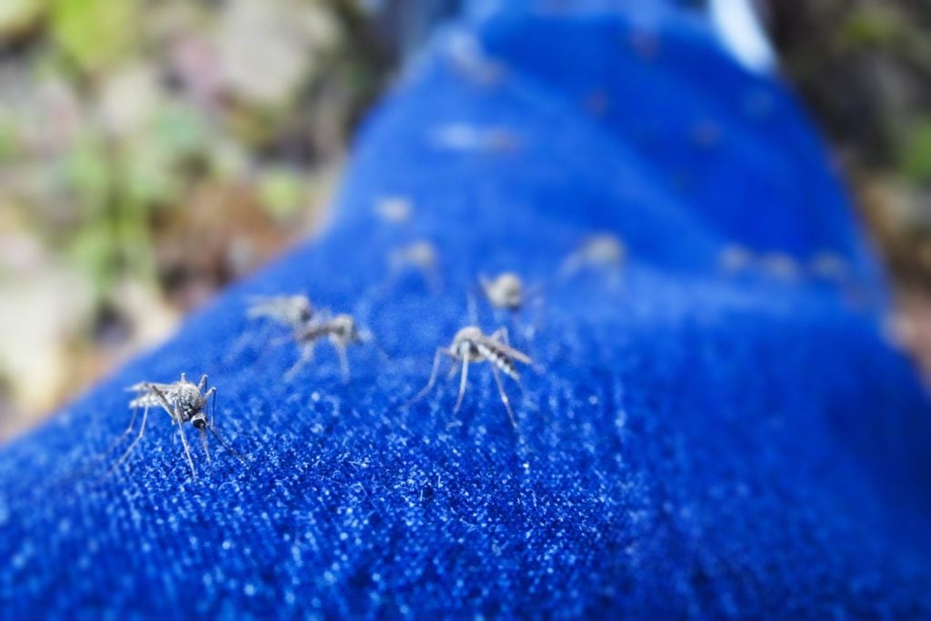 What Colors Attract and Repel Mosquitoes?