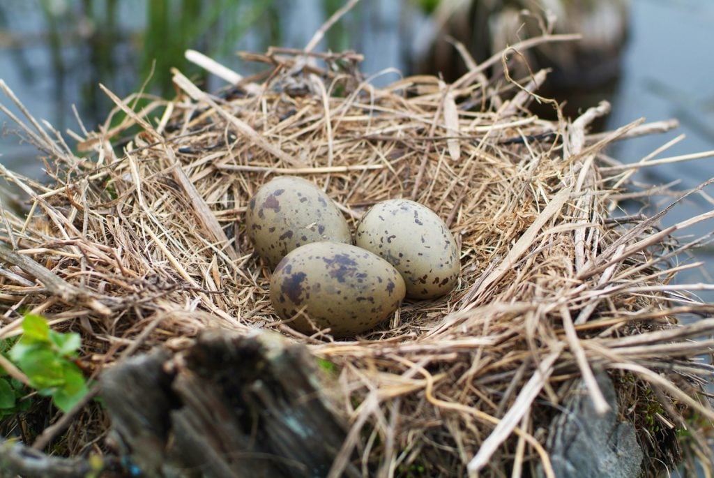 Close up of cardinal nest with three eggs in it