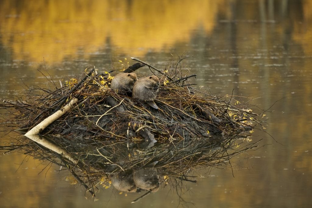 Two beavers sitting on a newly started beaver dam in the river