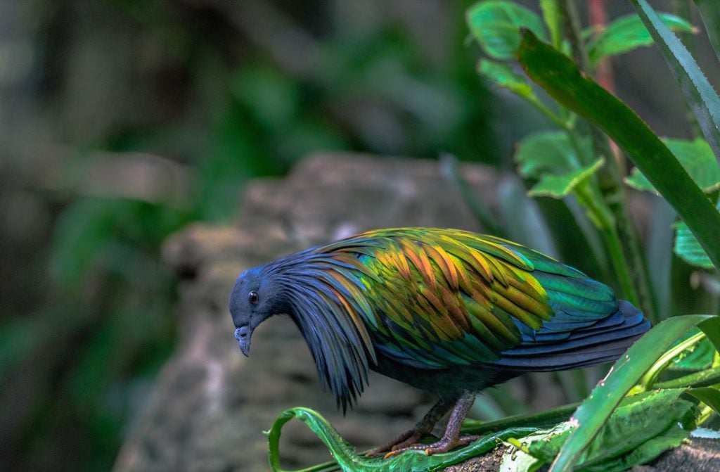 Metallic colored nicobar pigeon aka Caloenas Nicobarica