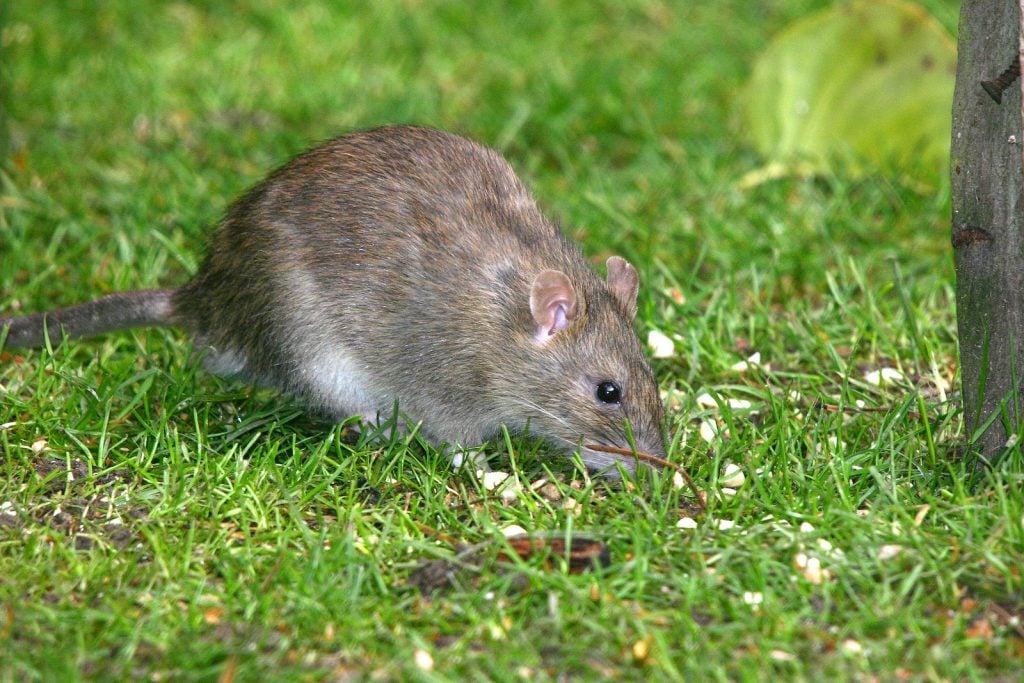 Close up of a brown rat also known as Norway Rat or common rat, sitting in the grass eating leftovers from a bird feeder
