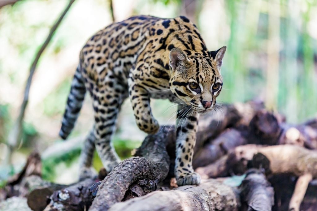Ocelot or Leopardus Pardalis walking over wood logs