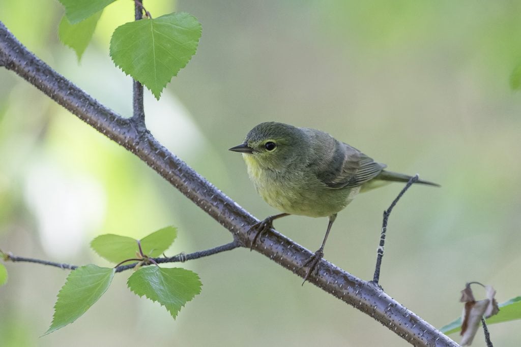 Orange-crowned warbler on a branch with green leaves