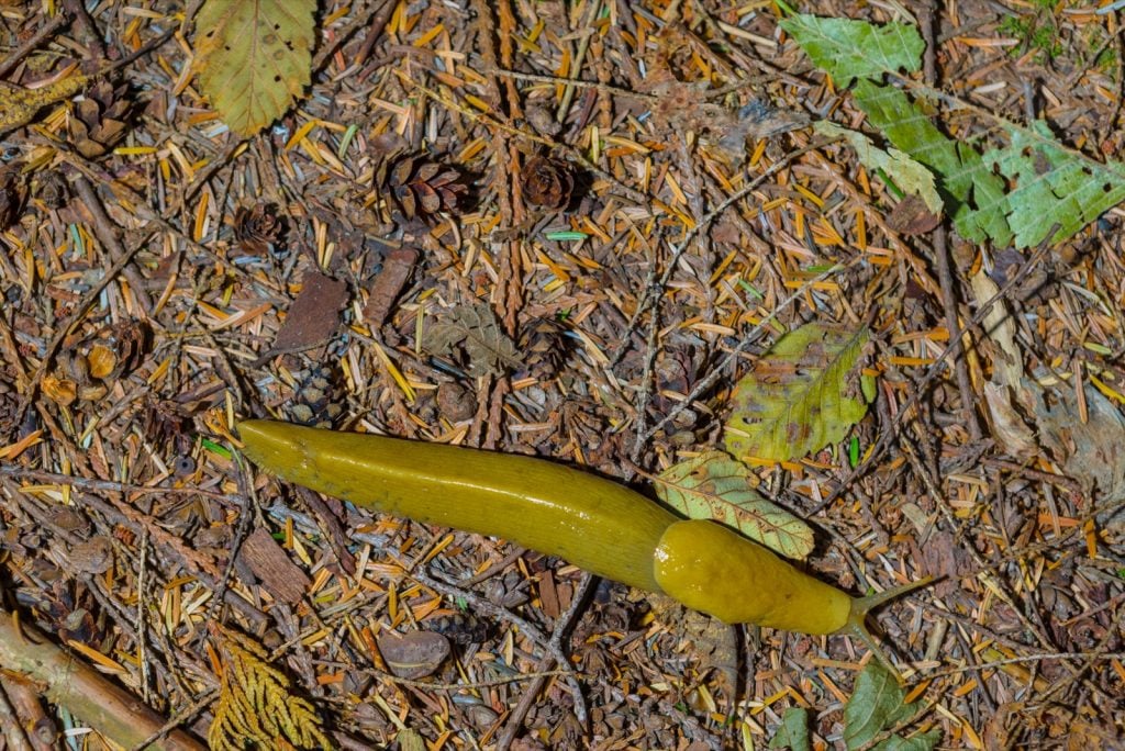 Olive green pacific banana slug crawling on the forest floor