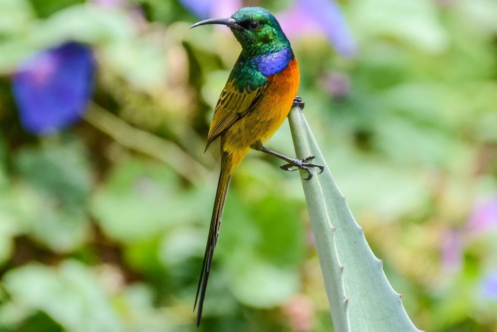 Orange-breasted sunbird aka Anthobaphes Violacea in focus