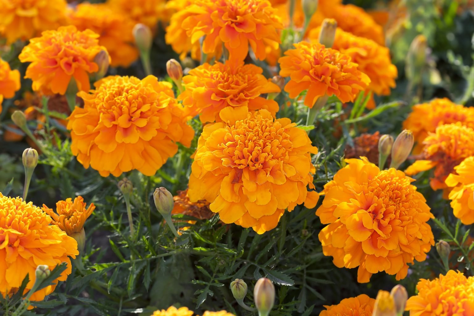 200 things that are orange in nature full list and photos color