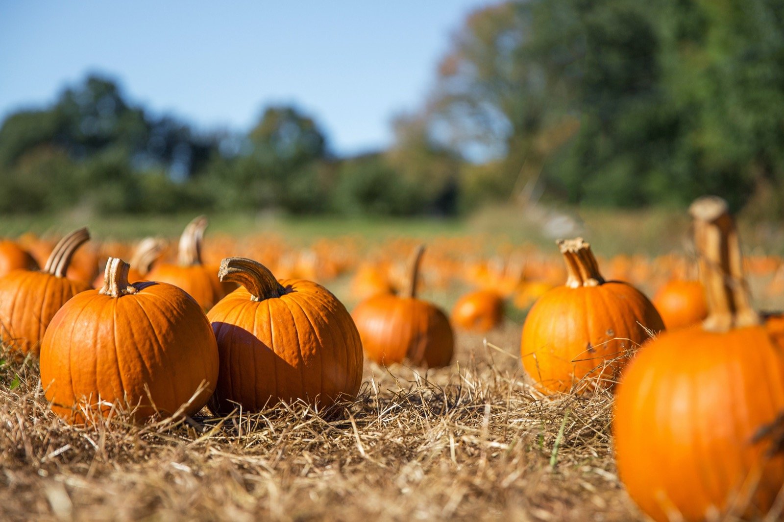 11 Pumpkin Colors And Their Meanings Color Meanings 11-pumpkin-colors-and-their-meanings-color-meanings