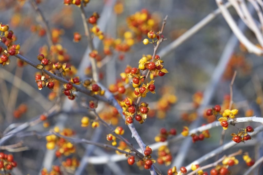 Oriental bittersweet berries on the Celastrus Orbiculatus plant in fall