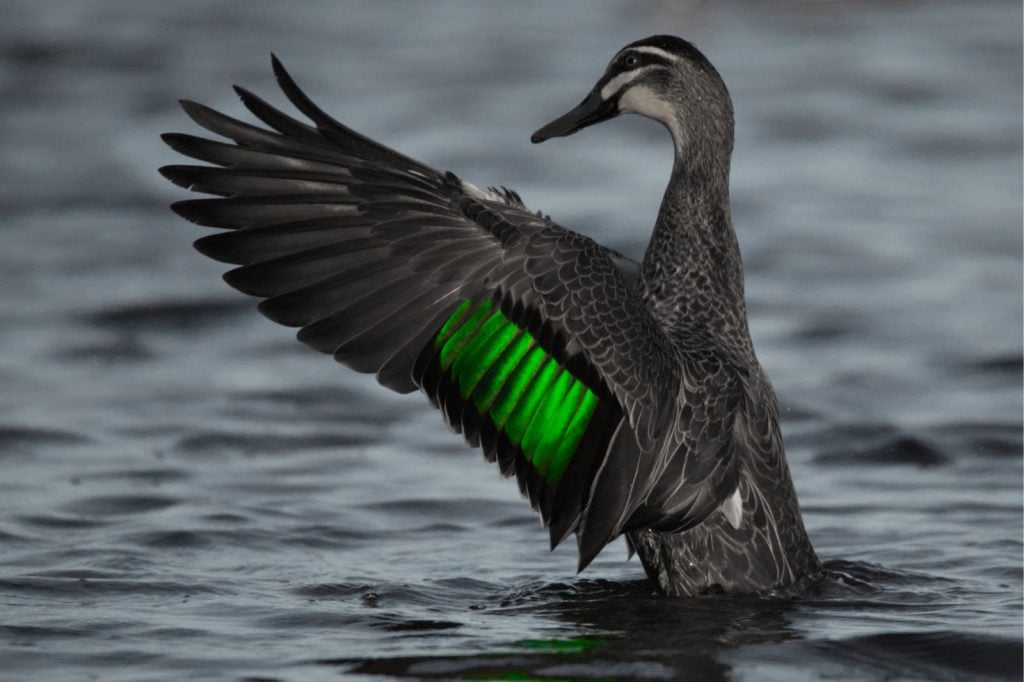 Pacific black duck spreading its colorful wings