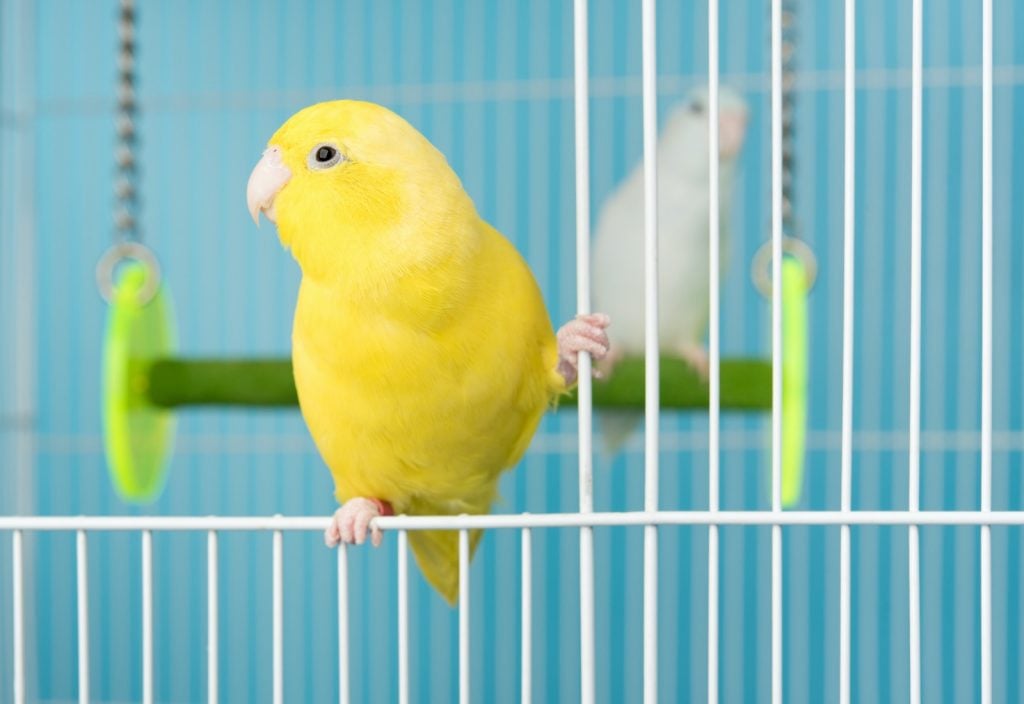 Pacific Parrotlet in its yellow lutino variety in a cage