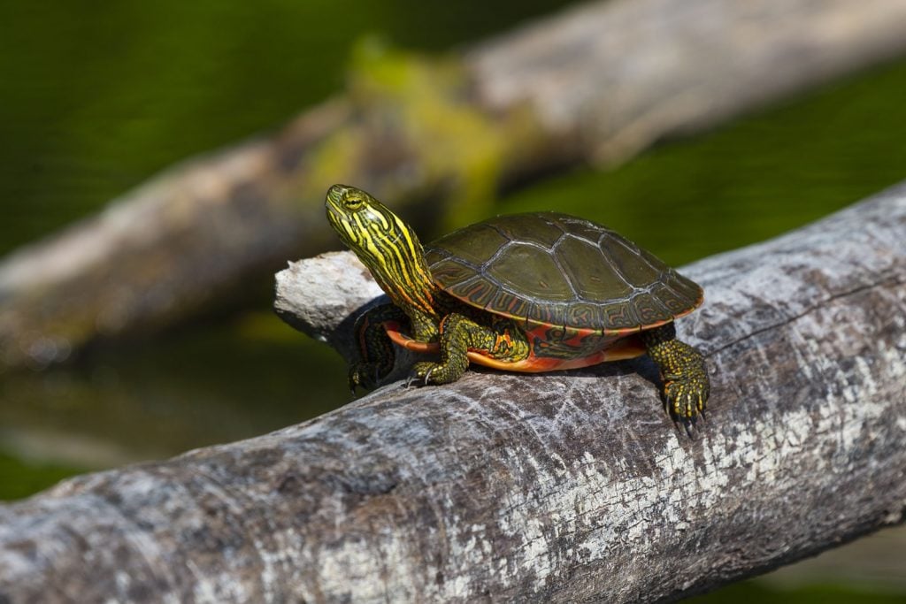 Painted turtle aka Chrysemys Picta