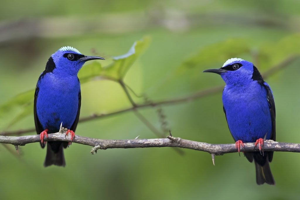 Pair of red-legged blue colored Honeycreepers in Costa Rica