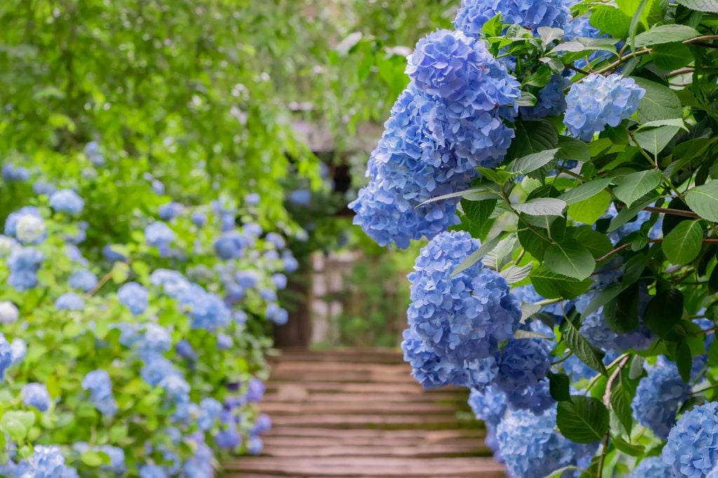 Hydrangeas plants with pale blue flowers in a park