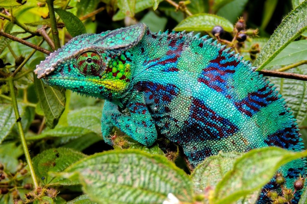 Panther chameleon or Furcifer Pardalis in the wild nature of Madagascar