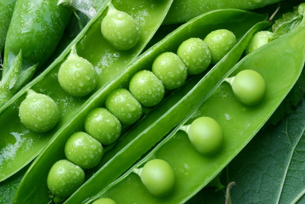 Closeup of green peas in a pod with dew on them