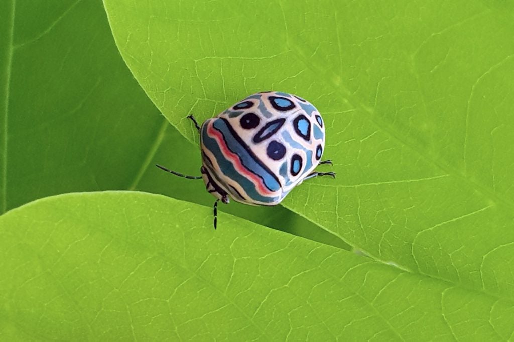 Picasso bug aka Sphaerocoris Annulus with multicolored back