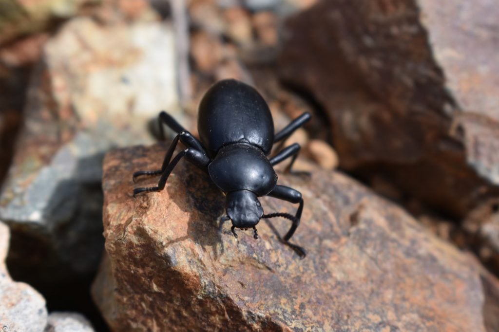 Pinacate beetle or desert stink beetle in San Diego