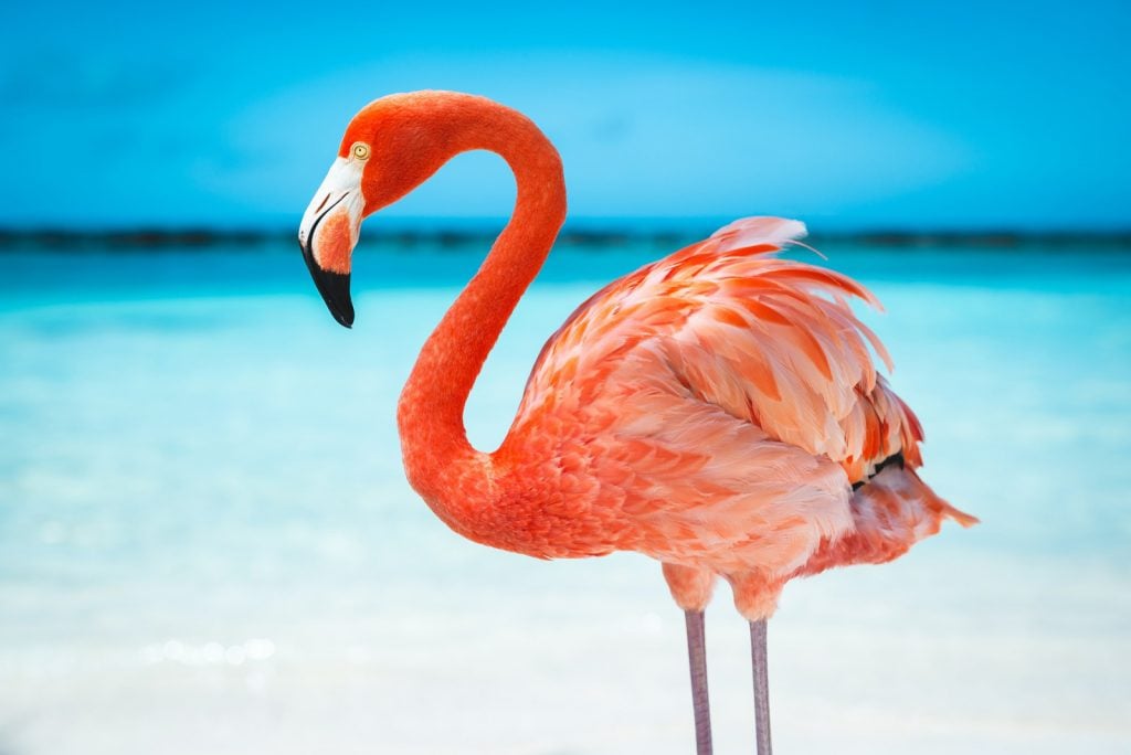 Pink, red, and orange colored flamingo in water