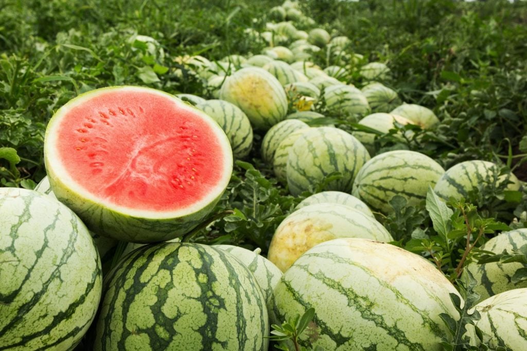 Pinkish-red cut watermelon on a pile of ripe watermelons in a field