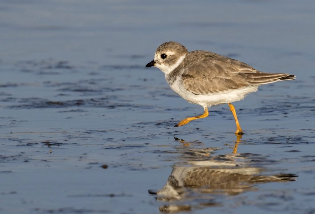 Piping plover aka Charadrius Melodus on the ocean coast in winter
