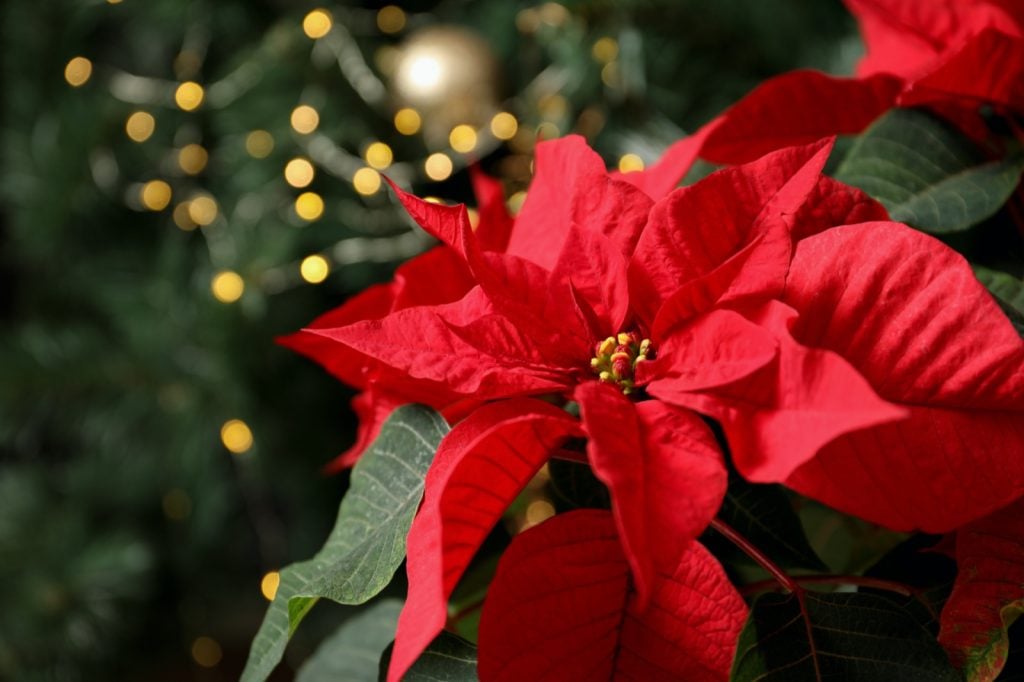 The Poinsettia is a red and green Christmas plant
