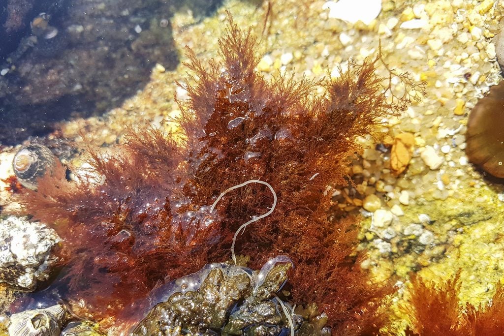 Polysiphonia rust colored algae on the coast of the British Isles