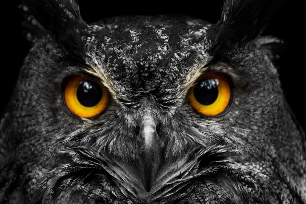 Portrait of black and white owl with big yellow eyes