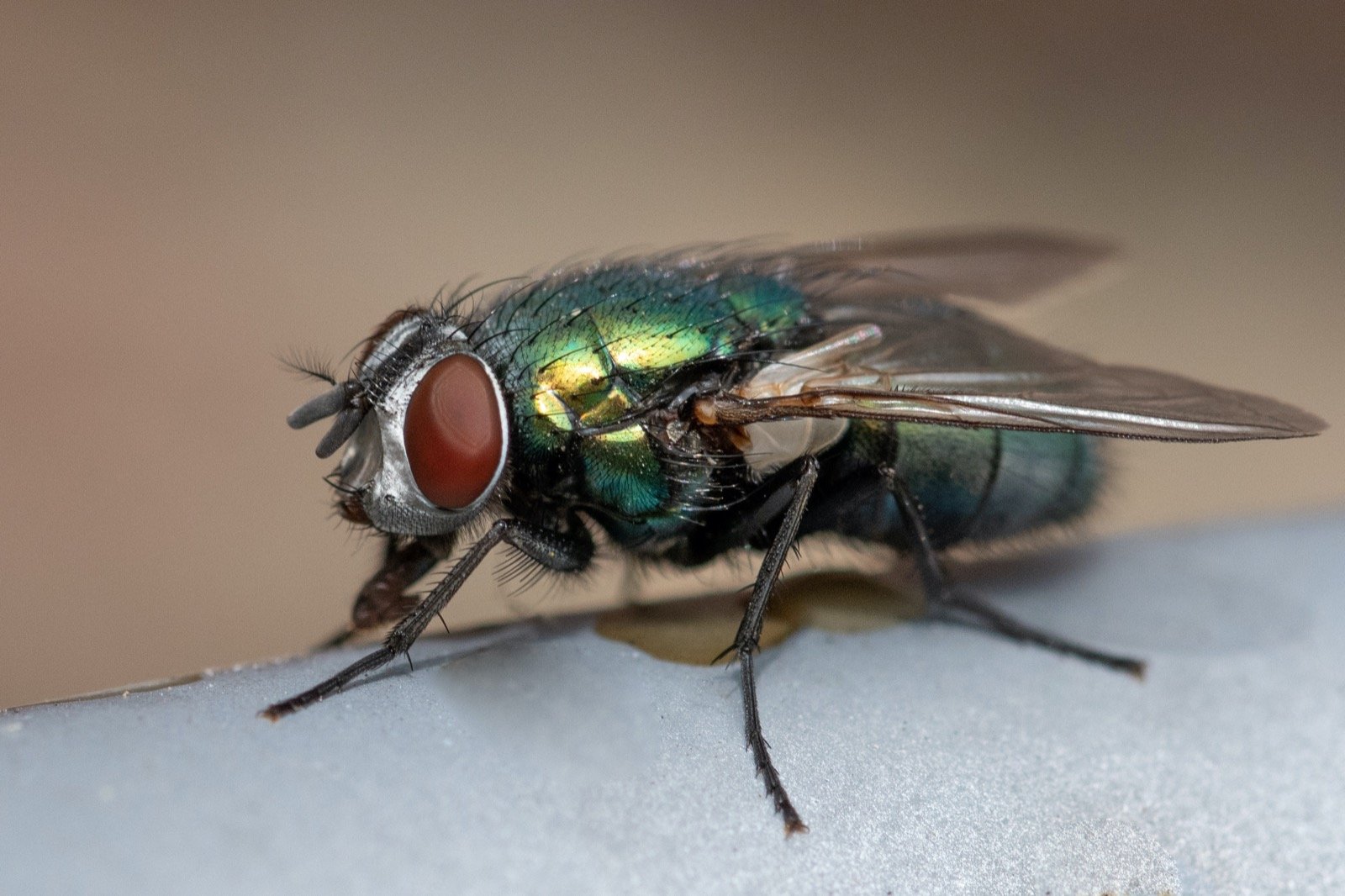 What Colors Are Flies Attracted to and How Do They See the World