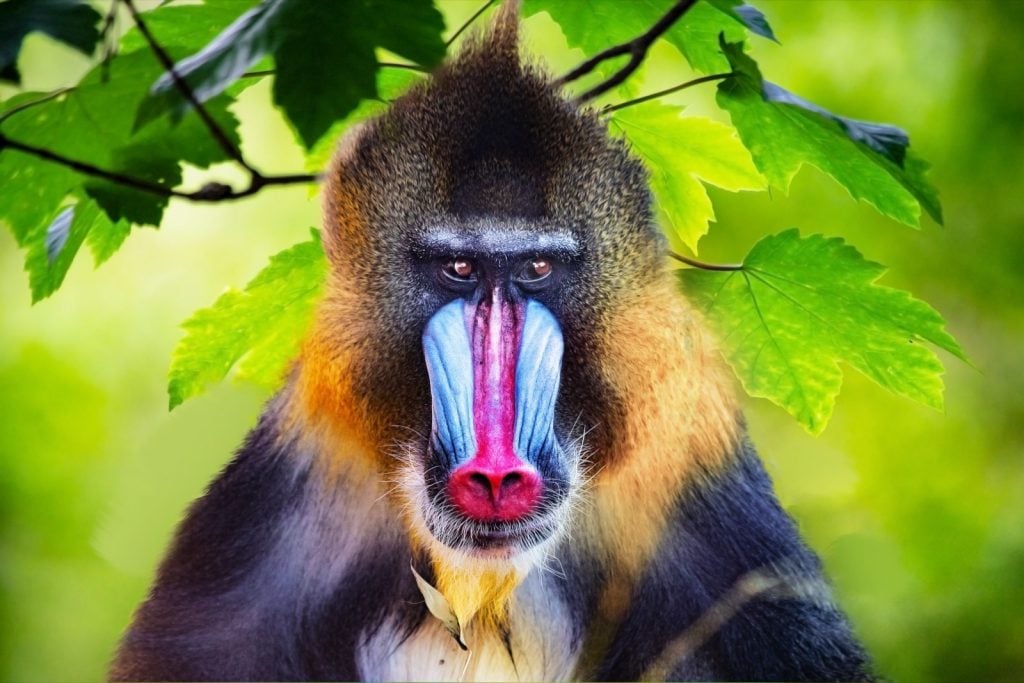 Portrait of a mandrill aka Mandrillus Sphinx