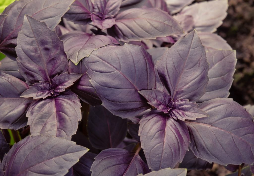 Top view of growing purple basil in a garden
