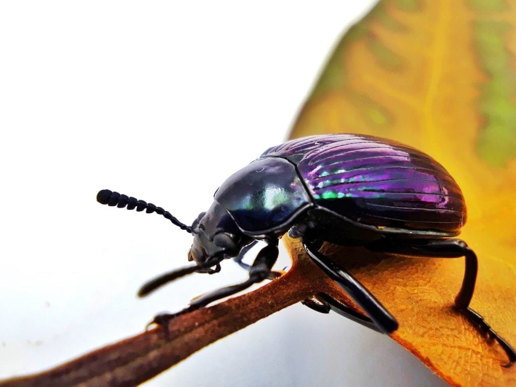 Close up of one single beetle with purple shell sitting on a leaf