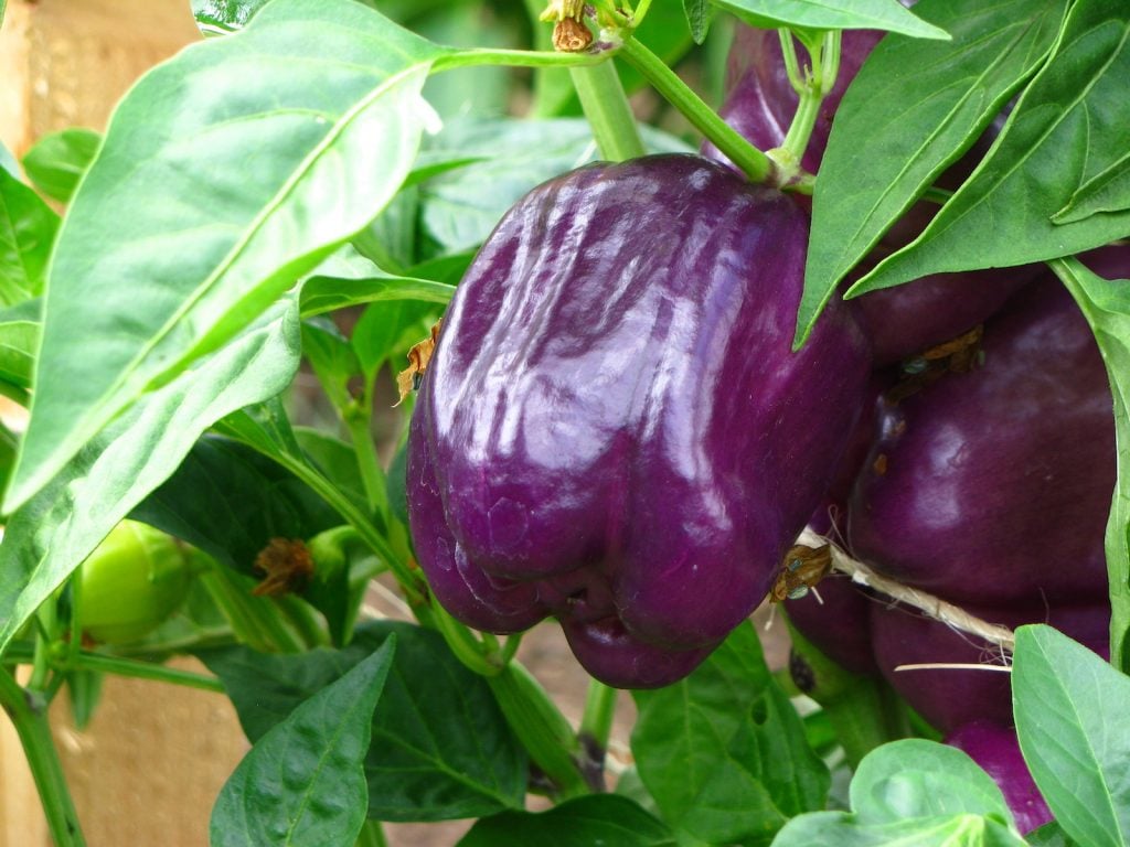 Close up of purple bell peppers hanging from its stem in a farm garden