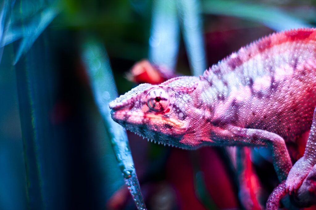 Close-up of purple bred chameleon