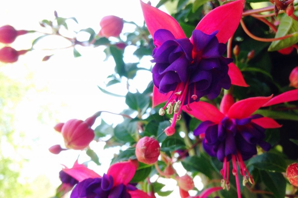 Closeup of hanging dark eyed fuchsia flowers