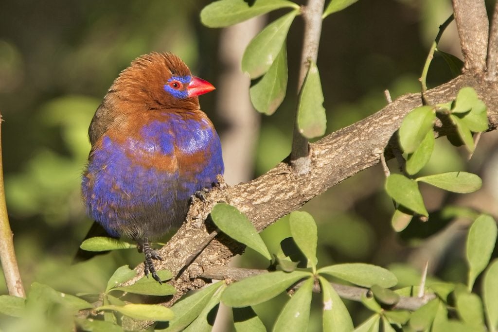 Purple Grenadier sitting in a bush