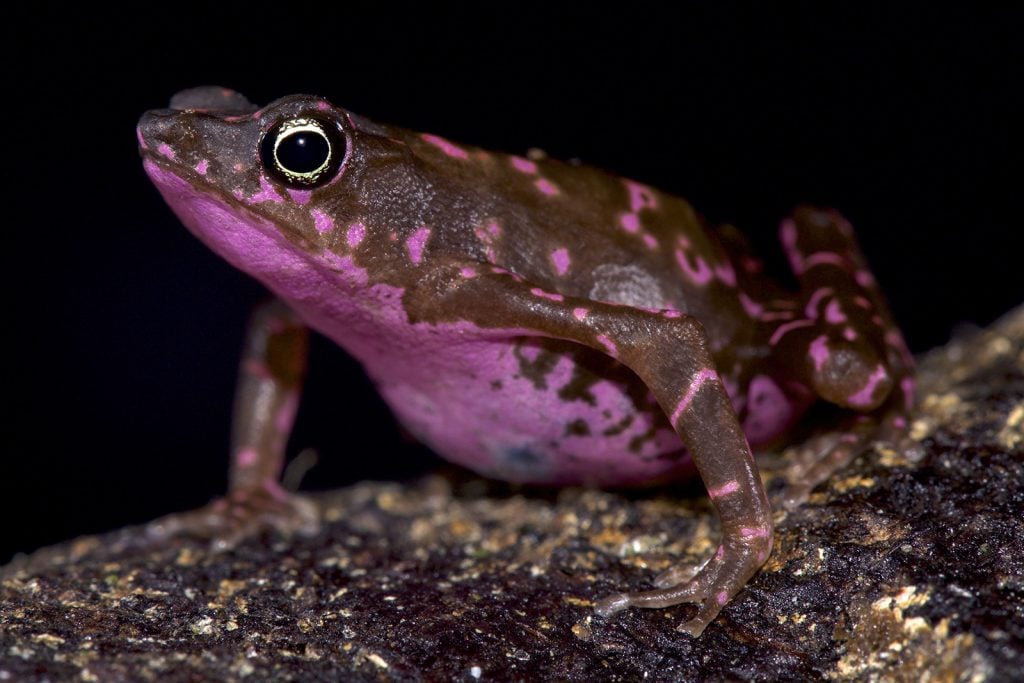Purple harlequin toad aka Atelopus Spumarius Barbotini