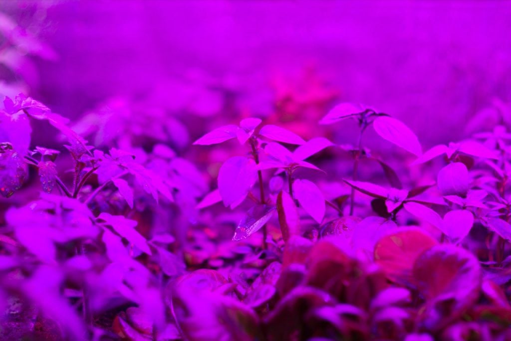 Purple indoor lighting for home grown plants