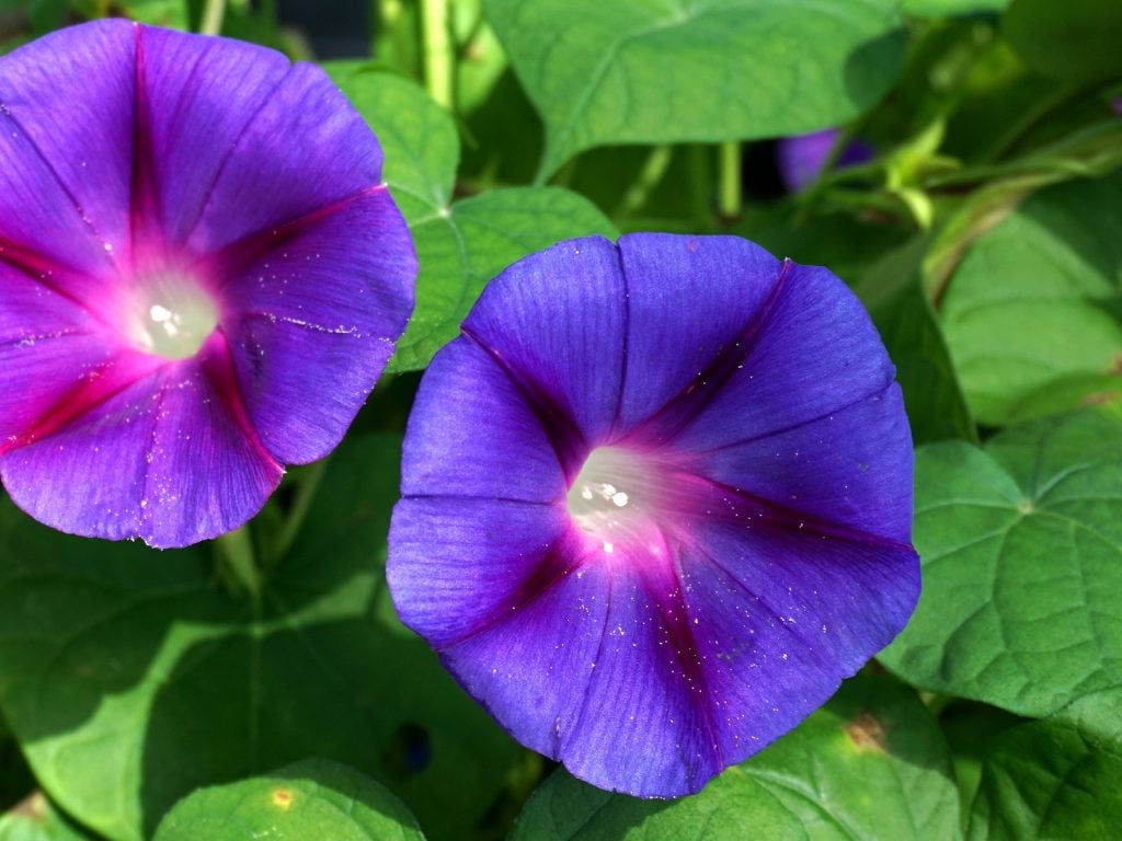 Closeup of purple morning glories in a garden