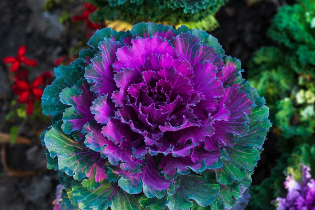 Closeup of purple ornamental cabbage in a garden