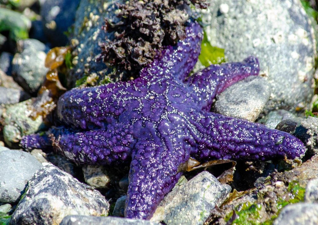 Close up of a big purple sea star lying on rock near the sea