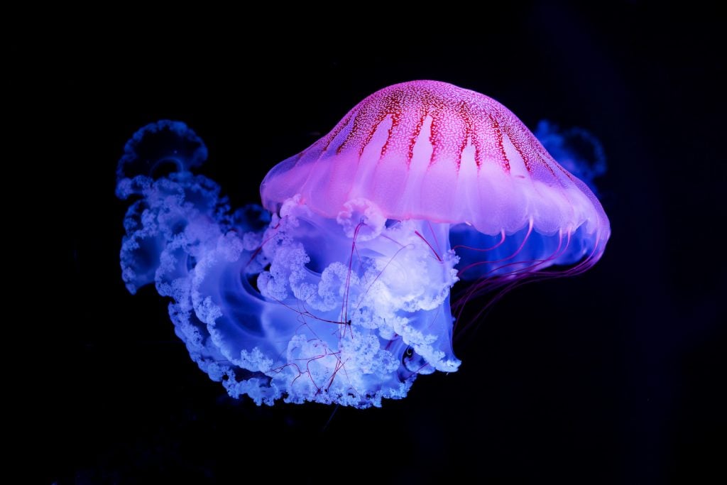 Purple striped Jellyfish isolated on black background